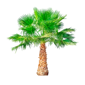 Saw Palmetto (Dwarf Palm) is a component of TestoUltra. 