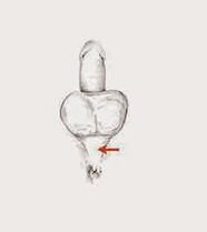 potency muscles and their tensions to increase potency